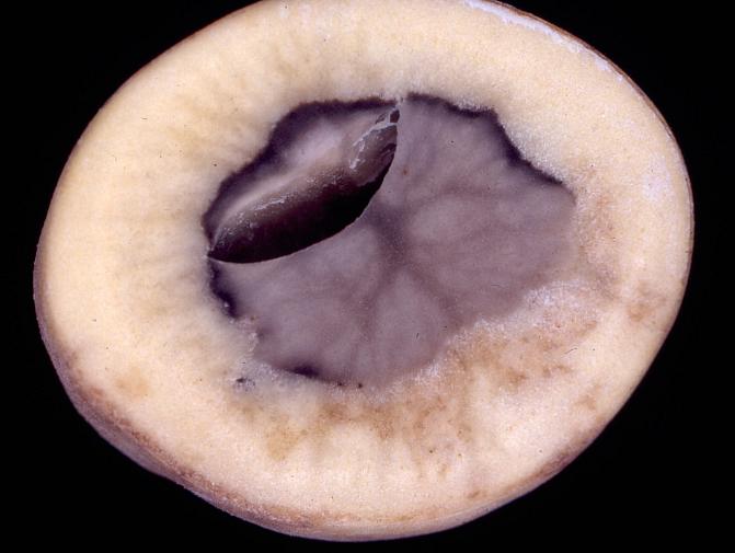 Vioittunut solukko tummuu ja siihen voi muodostua onttoutuneita alueita