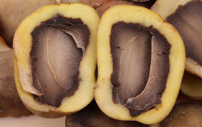 Raja terveen ja mustuneen solukon välillä on terävärajainen.