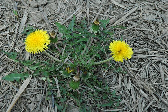Voikukalla on yhtä aikaa kukkanuppuja, kukkia ja kuihtuneita kukkia
