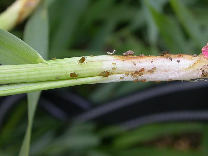 Kirvoja ohran tyvellä