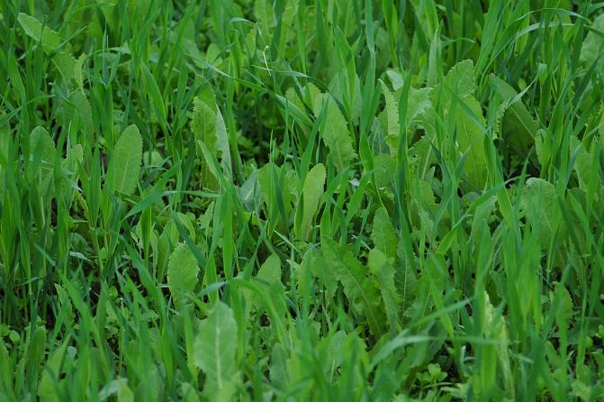 Voikukka voi pilata viljakasvustonkin