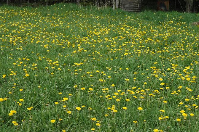 Voikukka valtaa vanhoja nurmia