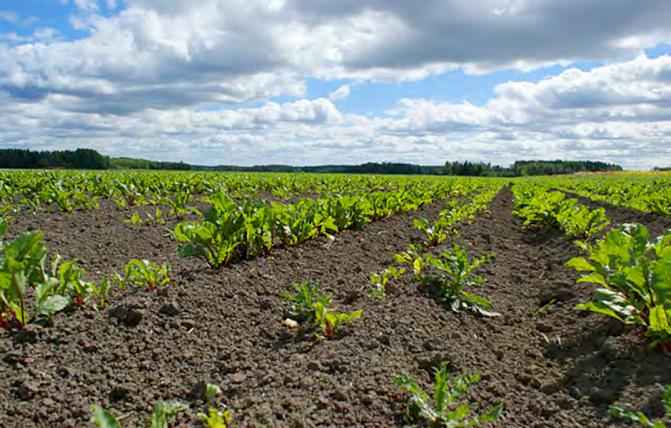 Eriaikaista siementen itämistä