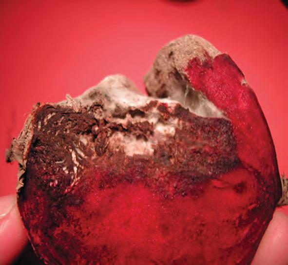 Phoma -sienen aiheuttamaa kuivamätää varastoidussa punajuuressa