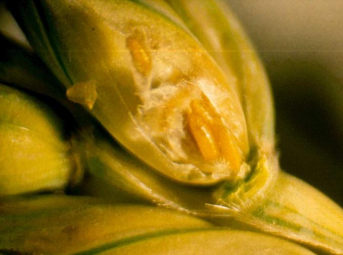 Tähkäsääsken toukka jyvässä