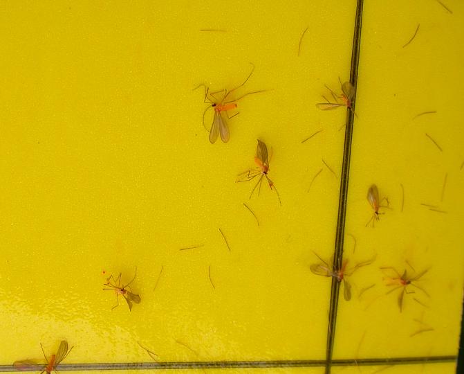 Tähkäsääskiä ansassa