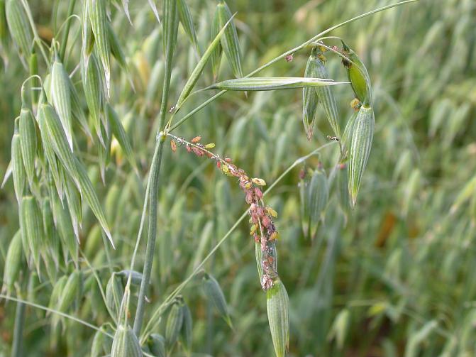 Punertavia viljakirvoja kaurassa