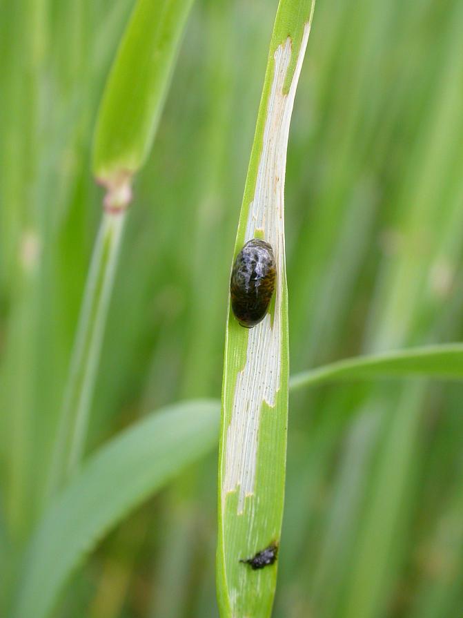 Viljakukon toukka ja vioitusta
