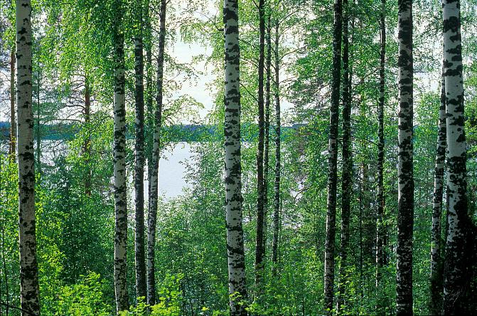 Koivumetsä kesällä