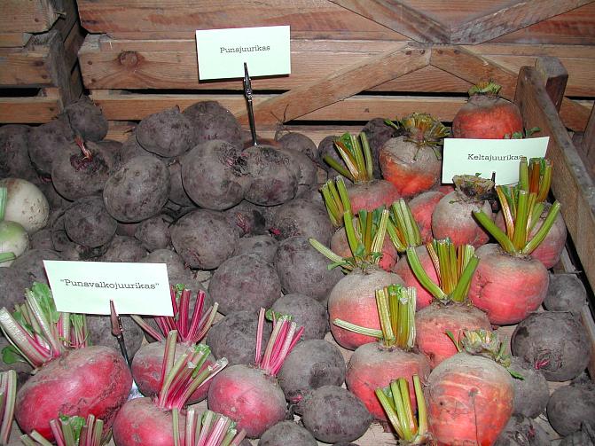 Erilaisia punajuuren muotoja. Kuvassa myös Pablo-punajuurilajike