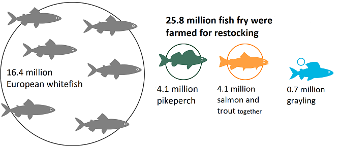 25.8 million fish fry were farmed for restocking: 16.4 million European whitefish, 4.1 million pikeperch, 4.1 million salmon and trout together, 0.7 million grayling.