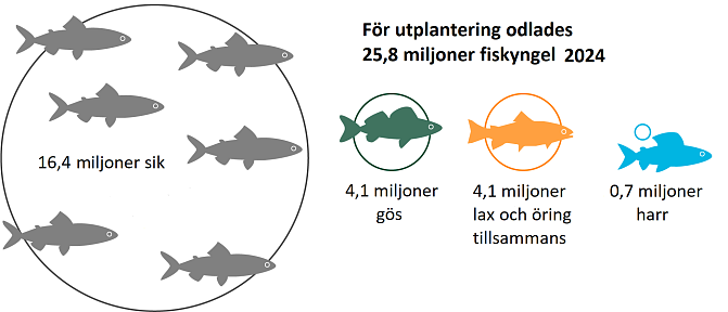 För utplantering odlades 25,8 miljoner fiskyngel: 16,4 miljoner , 4,1 miljoner gös, 4,1 miljoner lax och öring tillsammans, 07 miljoner harr.