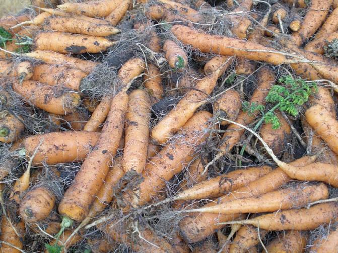Näiden porkkanoiden ongelma on virittyminen kukkavarren muodostamiseen. Porkkanan kukkavarren ei välttämättä tarvitse näkyä kasvustossa.  