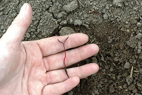 När man sår för djupt, tvingas groddplantan att växa länge och bilda en lång underjordisk stamdel innan den når upp till markytan. Ett sådjup på 2,5 cm anses vara det maximala.