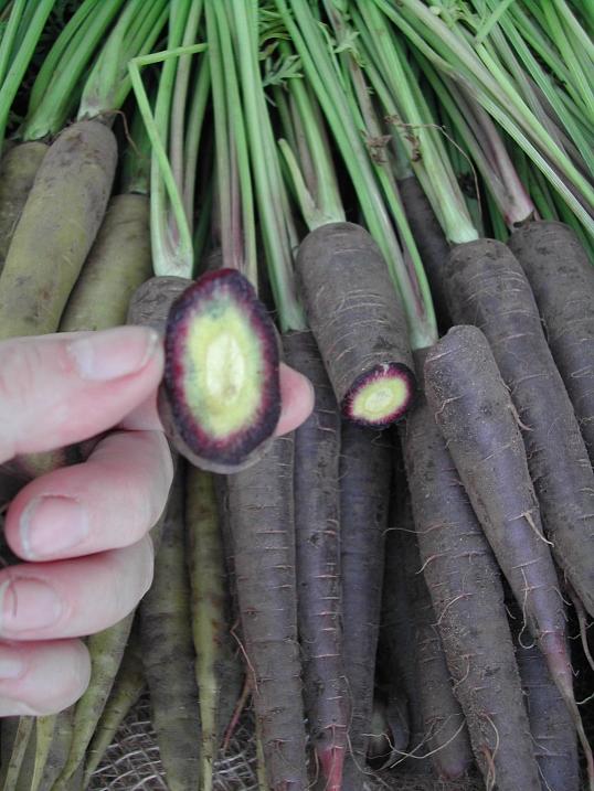 Många sorter med andra färger än den traditionella röd-orangea påminner om vilda morötter.