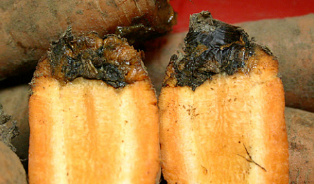 Skador av svartröta på morot