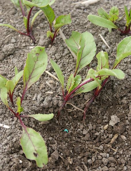 Fröna som säljs av sorten Pablo F1 är monogerma, dvs. det växer bara en planta ur varje frö. Med såtätheten inom såraderna reglerar man hur stora rödbetorna blir. Mest använda såtäthet torde vara 5–7 cm mellan fröna