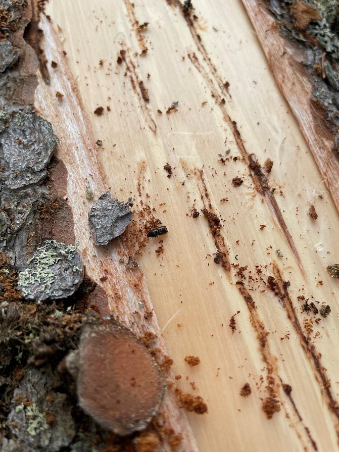 Orivedellä 19.6.2025 kirjanpainajan toukkien kehitys on alkanut. Kuvat Saana Palmu. 