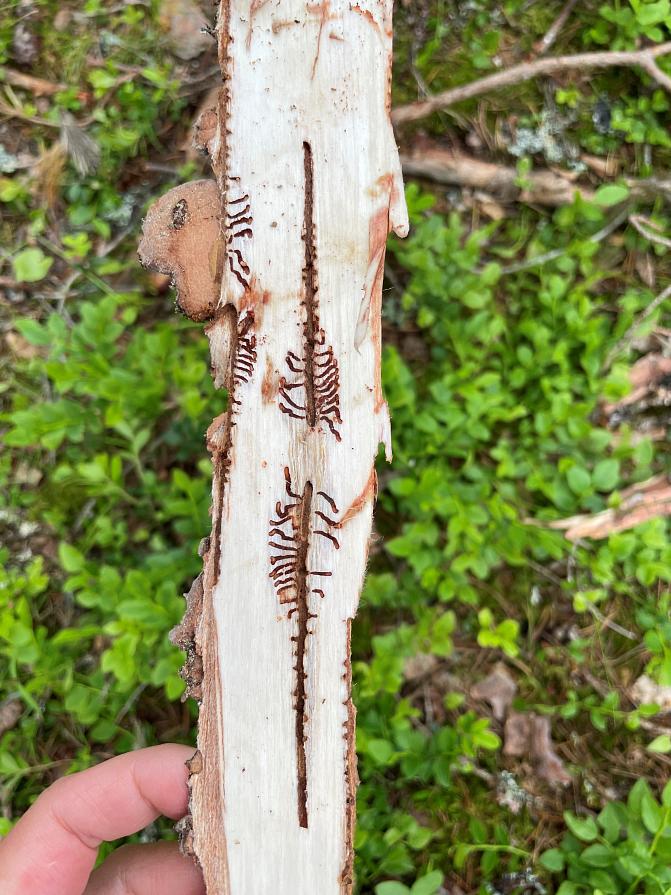 Orivedellä 19.6.2025 kirjanpainajan toukkien kehitys on alkanut. Kuvat Saana Palmu. 