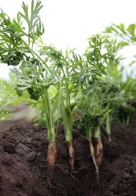 Skada av morotsbladloppa