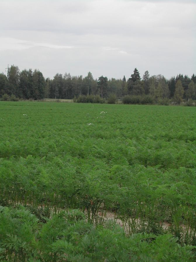 Att morötter blommar under första sommaren är sällsynt i Finland