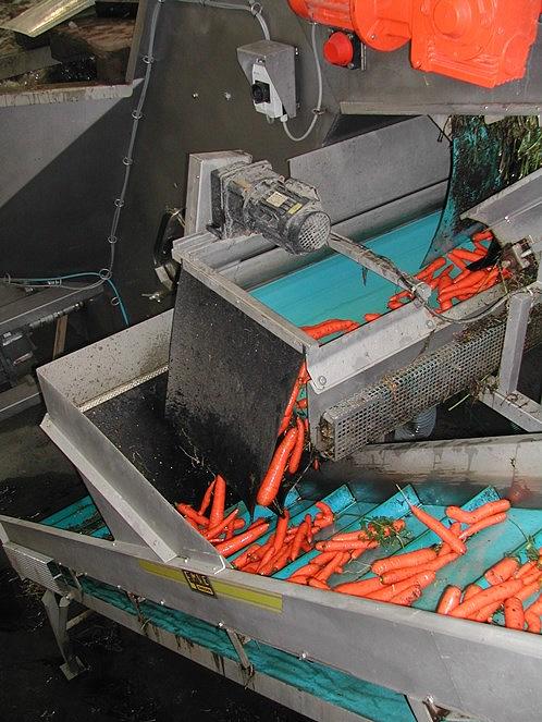 Tvättlinje för morötter i ett packeri