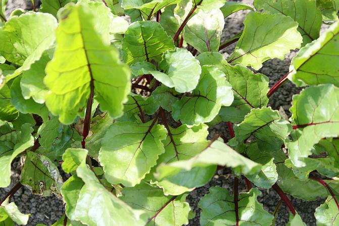 Tervettä punajuuren naatistoa.