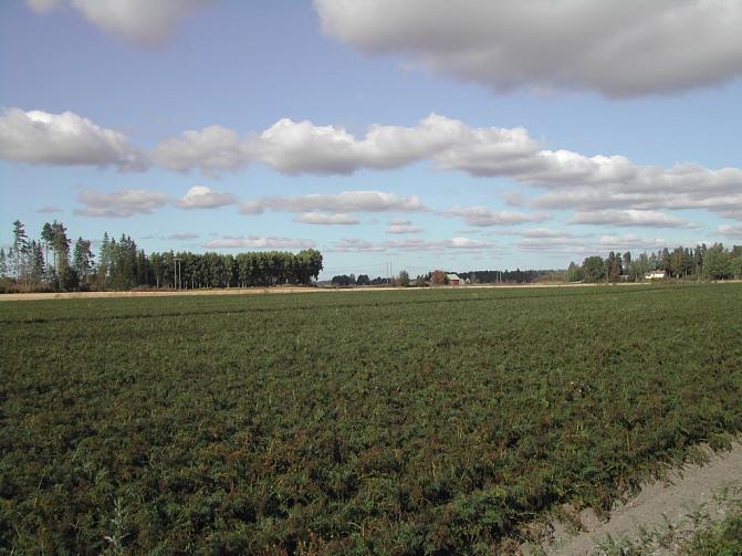 Tidig infektion av svampsjukdom i morotsblasten.