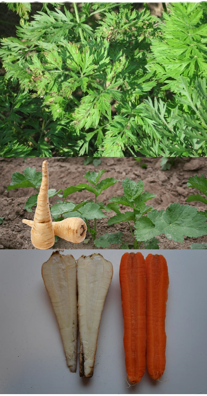 Jämförelse av de besläktade växterna palsternacka och morot: rotdelarnas innandömen ser ganska lika ut förutom färgen (t.v. palsternacka, t.h. morot). Morotens blad (överst) är finflikigare än palsternackans. Som rå påminner palsternackans smak om morotens, men som kokt eller stekt är palsternackan litet sötare än moroten. Bilder: Marja Aaltonen, Luke och Pixmac.