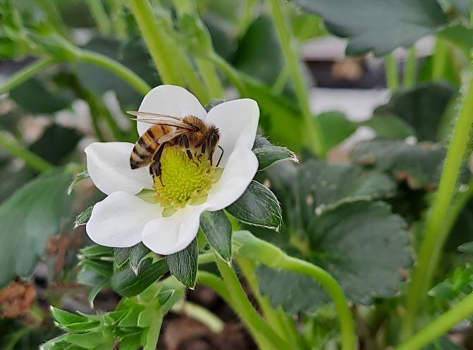 tarhamehiläinen valkoisen kukan päällä