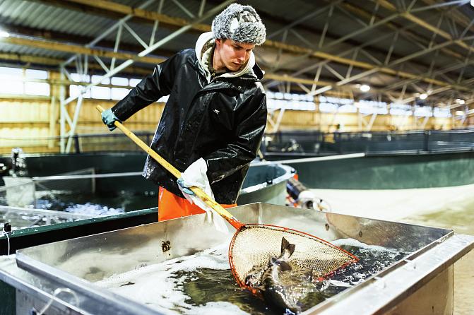 Kalojen käsittelyä Laukaan kalanviljelylaitoksella