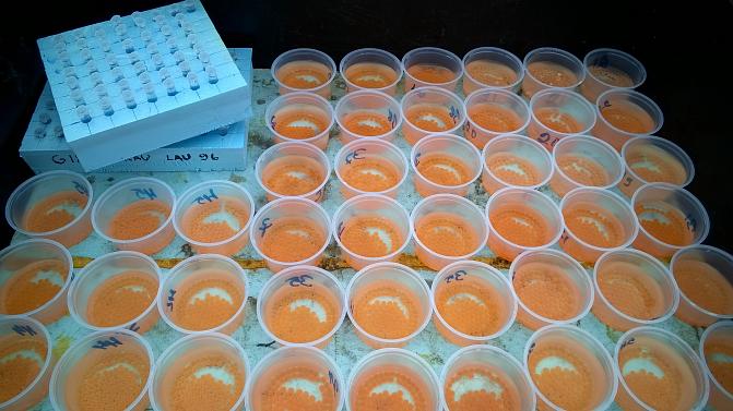 Järvitaimenen mätiä pienissä purkeissa