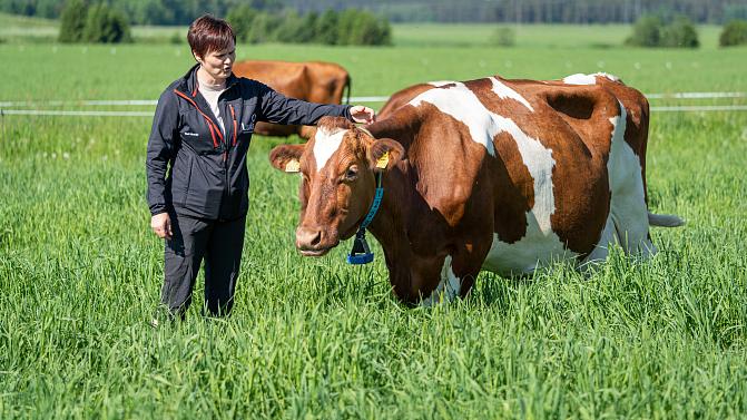 Luken tutkija ja nauta niityllä