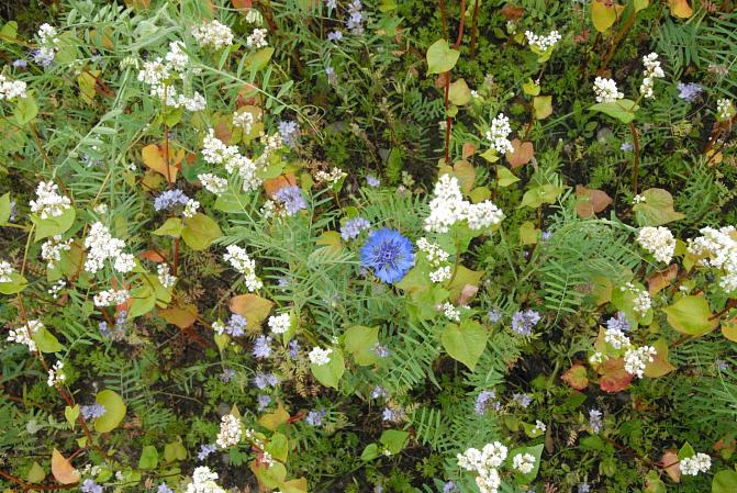 Monimuotoisuusseos Mäkitalon farmilla. 