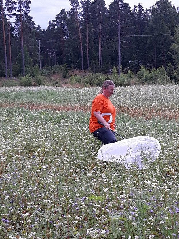 Luonnonvarakeskuksen Anne Nissinen keräsi pellolta hyönteishaavilla hyönteisiä. 