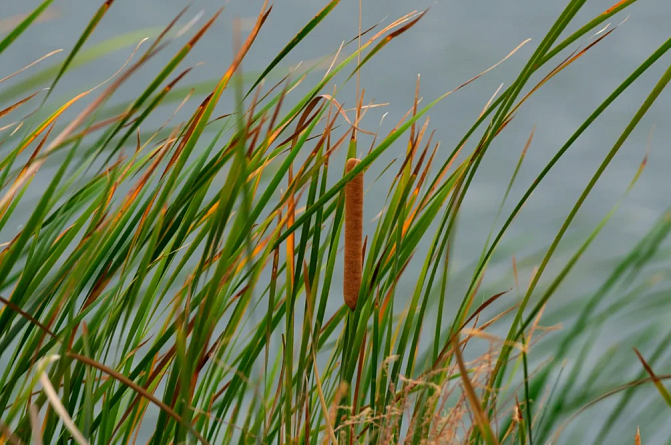 Osmankäämiä tuulessa