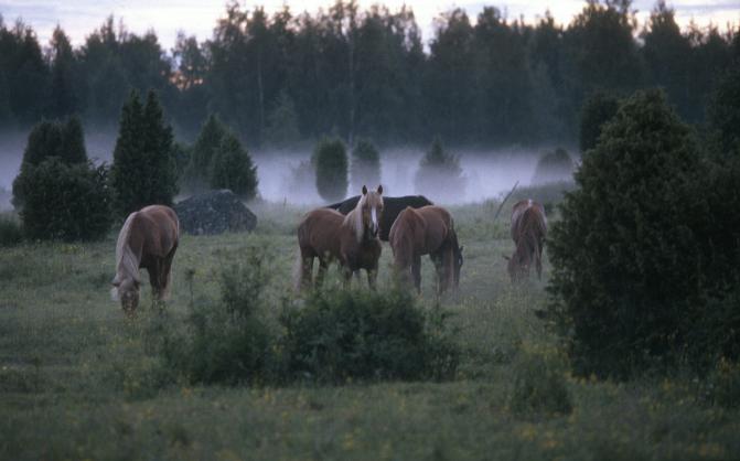 Hevosia sumuisella nurmella.