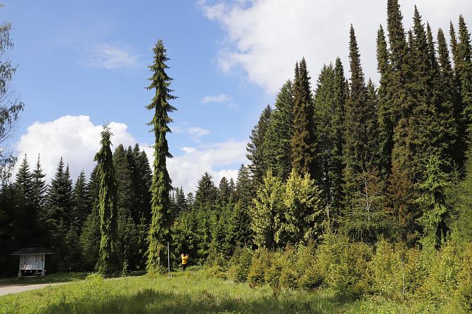 Punkaharjun tutkimusmetsän arboretum