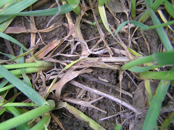 Harmaalaikku leviää kasvustoon alalehdiltä 