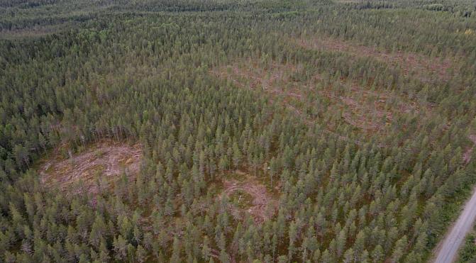 Kuvassa on etualalla pienaukkohakkuu ja taka-alalla poiminta- ja siemenpuuhakkuut. Kuva Hirvaan koealalta Rovaniemeltä.