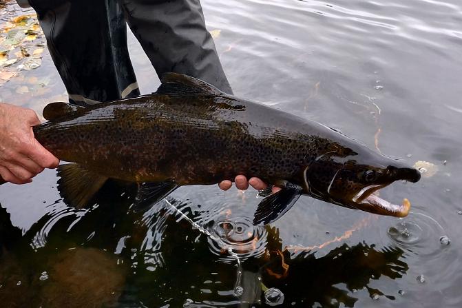 Laatokasta Hiitolanjokeen noussut koiraslohi