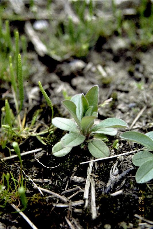 Peltolemmikin taimen löytää useimmin syksyllä kylvetyiltä kasveilta