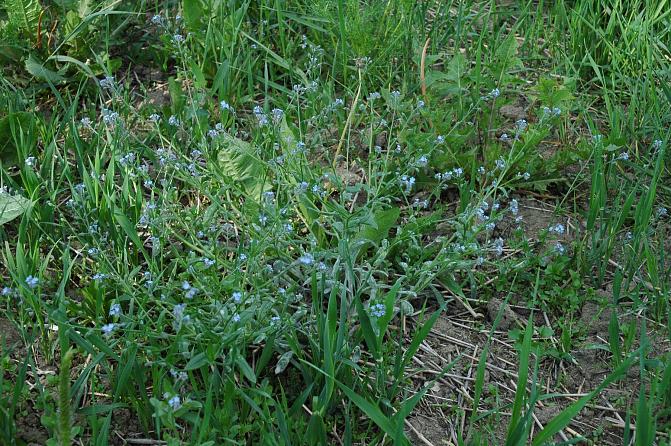 Peltolemmikin kukat ovat sinisiä