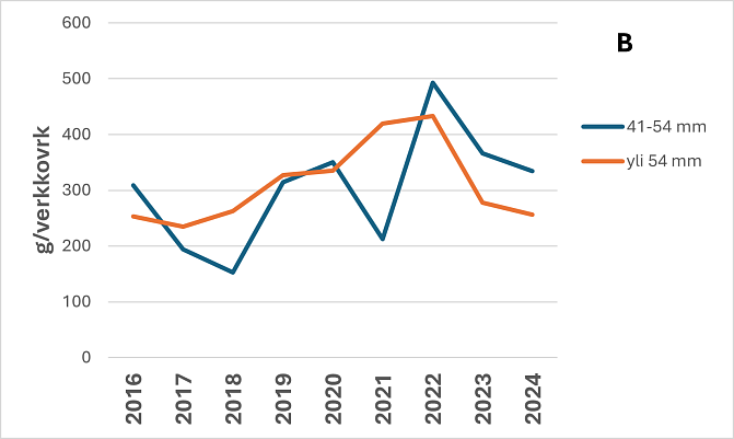 Kuhan yksikkösaalis (g/verkkovrk) kaupallisessa verkkokalastuksessa tammi-helmikuussa on kasvanut sekä Vuoksen että Kymijoen päävesistöalueella vuoteen 2022 asti. Tämän jälkeen se on laskenut lukuun ottamatta kasvua Vuoksen vesistöalueella 41-54 mm solmuvälin verkoilla. Eri solmuvälien välillä ei ole merkittävää eroa yksikkösaaliissa.