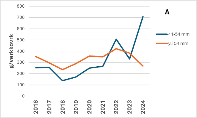 Kuhan yksikkösaalis (g/verkkovrk) kaupallisessa verkkokalastuksessa tammi-helmikuussa on kasvanut sekä Vuoksen että Kymijoen päävesistöalueella vuoteen 2022 asti. Tämän jälkeen se on laskenut lukuun ottamatta kasvua Vuoksen vesistöalueella 41-54 mm solmuvälin verkoilla. Eri solmuvälien välillä ei ole merkittävää eroa yksikkösaaliissa.