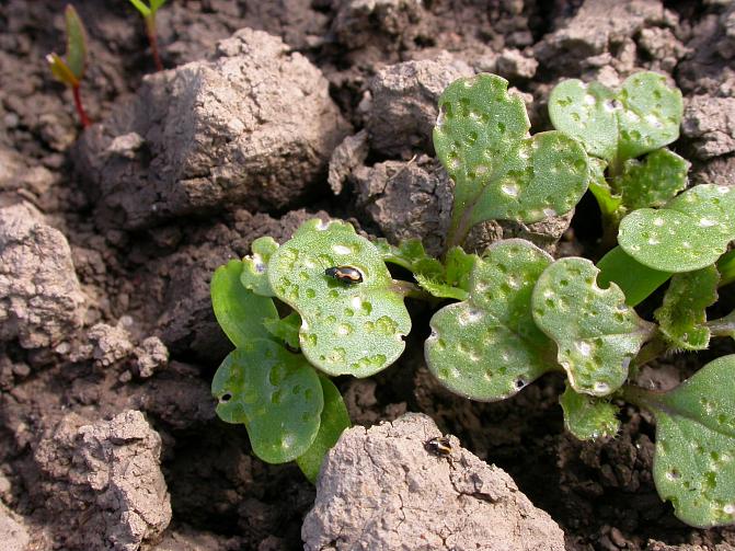 Kirppoja rypsin taimessa