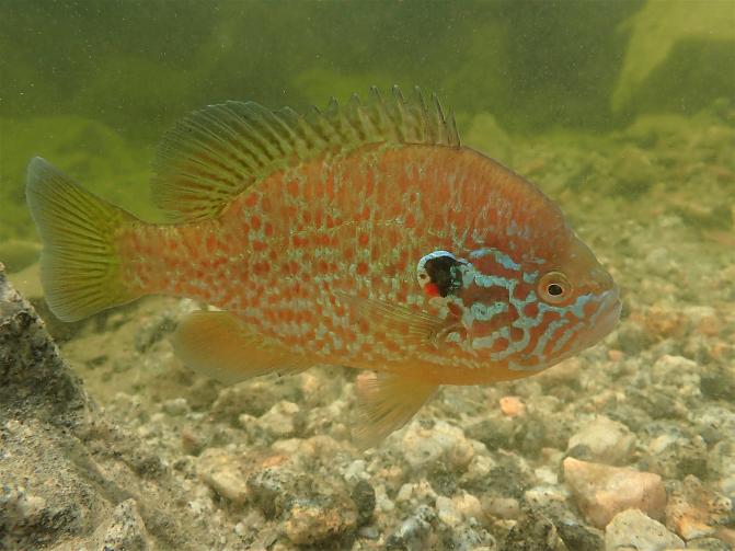 Aurinkoahven vedessä, sorapohjan yläpuolella.