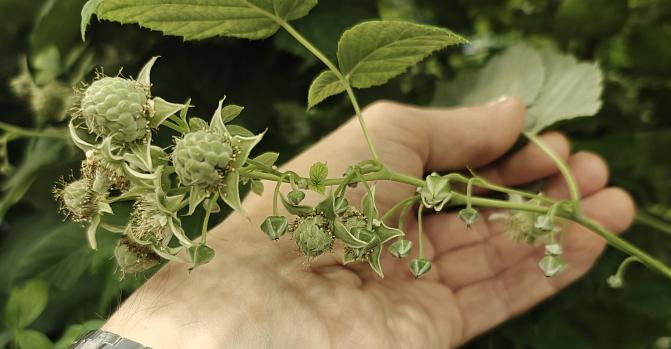 Kuvassa näkyy keskitalvella viljeltävän vadelman raakileita Luken Piikkiön kasvihuoneella Kaarinassa.