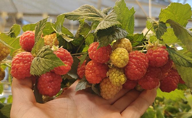 Kuvassa näkyy eri kypsyysvaiheen talvivadelmia Luken Piikkiön kasvihuoneilla Kaarinassa.