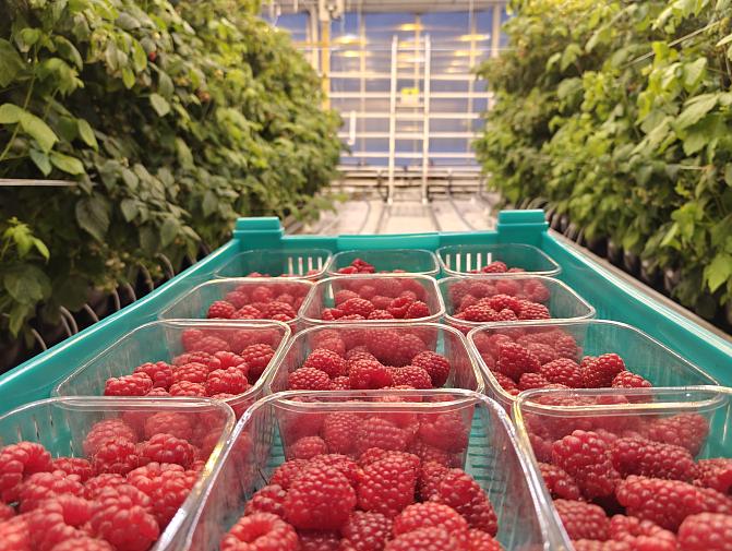 Kuvassa näkyy Luken Piikkiön kasvihuoneella kasvavia isoja keskitalven vadelmia rasioissa.